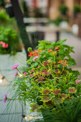 Vibrant flowers and lush greenery create a serene outdoor oasis, ideal for relaxation