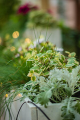 Overgrown plants flourish in elegant planters, bringing life and color to a peaceful garden space