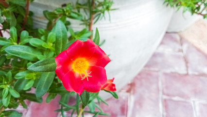 Beautiful red moss rose standing out with vivid color in garden corner