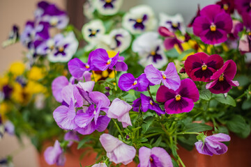 Pansy flowers in various colors bloom beautifully, showcasing nature’s artistry in a vibrant...