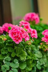 Bright pink geraniums flourish in a lush garden, filling the air with vivid colors and tranquility