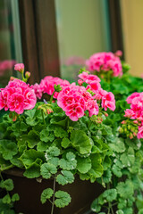 Vibrant pink geraniums thrive in a planter, basking in warm sunlight in the garden
