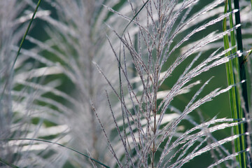 Delicate Grasses with Fine Petals Sparkling in Soft Light