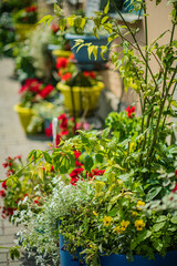 Colorful flower pots line the path, adding a cheerful vibe in spring