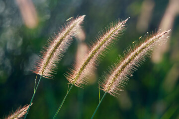 Delicate Grass Flower Heads with Soft Backlight in Nature Setting