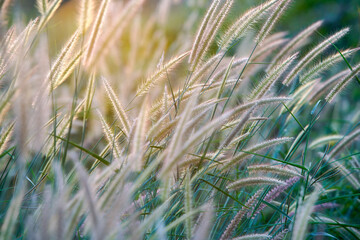 Soft Light on Delicate Grass Blades in a Natural Landscape Setting