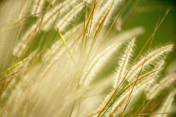 Soft Focus on Elegant White Grasses in Natural Green Background