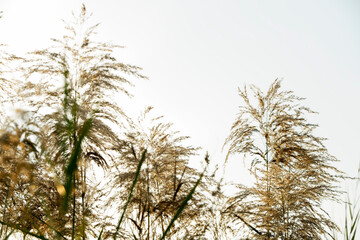Silhouetted Grass Against Soft Sky during Golden Hour in Nature