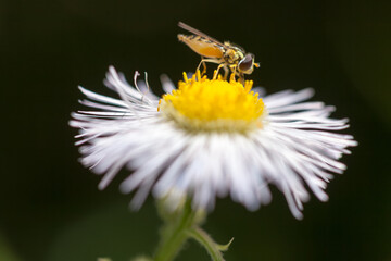 A small yellow and black hoverfly (syrphid fly) feeds on nectar from the yellow center of a fleabane (Erigeron) flower.