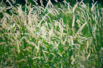 Obraz premium Soft Focus on Tall Grass with Gentle Sunlight for Nature Scenes
