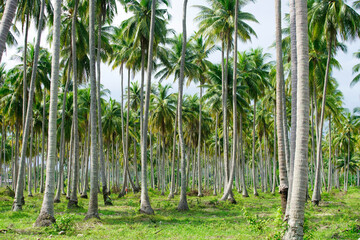 Lush Green Coconut Palm Trees in Tropical Paradise Setting