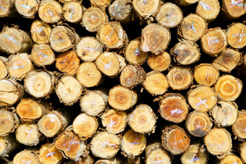 Logs and Wood Sticks Stacked Together in a Natural Arrangement