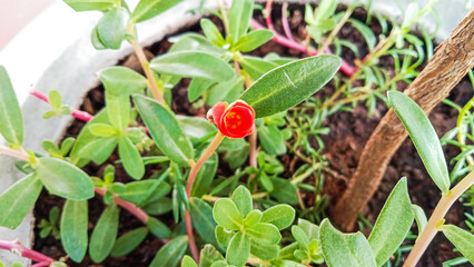 Moss Rose (Portulaca grandiflora) Red Bloom Emerges Brightly Among Green Leaves in Sunlit Clay Pot Garden