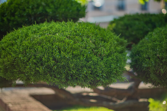 A beautifully shaped bonsai tree showcases its vibrant green foliage in a peaceful park