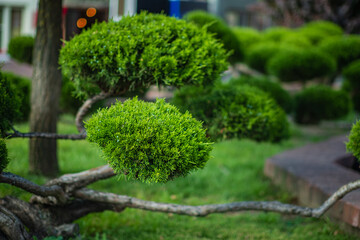 Lush topiary adds artistry to the garden, inspiring tranquility and creativity