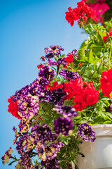 Bright red and purple blooms stand out beautifully against the clear blue sky