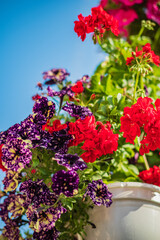 Colorful blooms of red and purple flourish in a sunny garden, showcasing nature's beauty