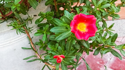 Single red and yellow Portulaca bloom radiates color on leafy backdrop