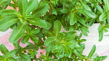 Vibrant Green Leaves of Purslane Thriving Beautifully in a White Garden Pot