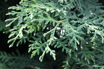 juniper bush in the garden in summer