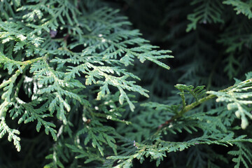 juniper bush in the garden in summer
