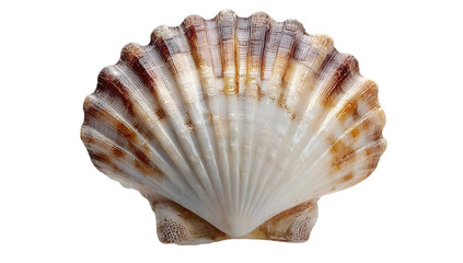 A beautifully detailed shell showcasing vibrant colors and intricate patterns, perfect for representing nature and beach themes.