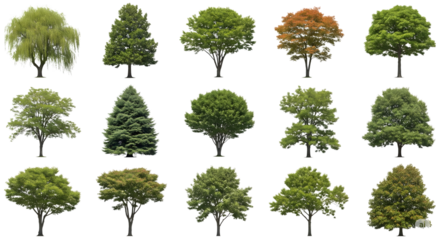 Collection of diverse deciduous and coniferous trees with lush green foliage isolated on transparent background