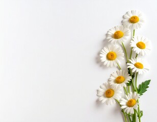 White daisies on a white background. © Farida