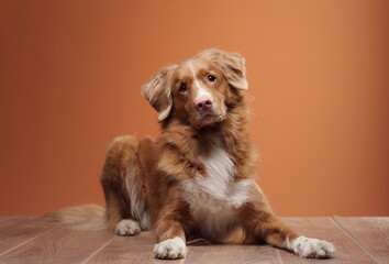 A Nova Scotia Duck Tolling Retriever lies peacefully on a wooden floor, surrounded by a warm orange...