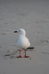 seagull on the beach