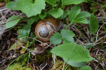 Weinbergschnecke zwischen Trieben, Blättern und Moos im Wald