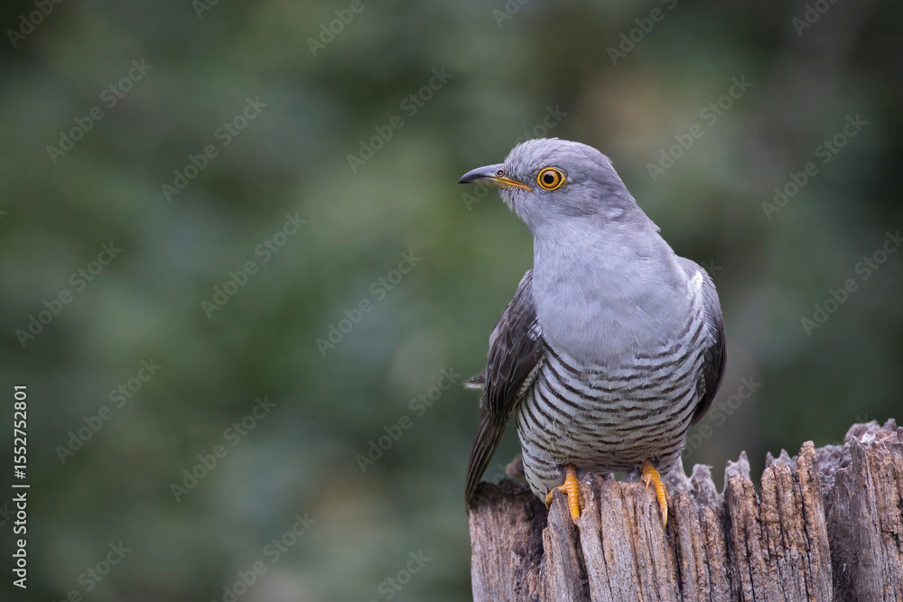Poster a close up of a common cuckoo, cuculus canorus, and it shows detail in the feathers as it perches on