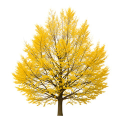 Fototapeta premium A mature ginkgo tree displaying vibrant yellow foliage during the autumn season isolated on transparent background