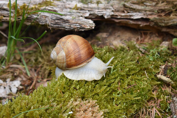 Nahaufnahme einer Weinbergschnecke auf einem Bett aus Moos zwischen Gräsern und morschem Holz