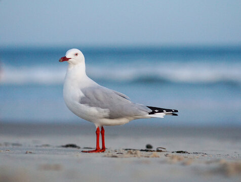 seagull on the beach