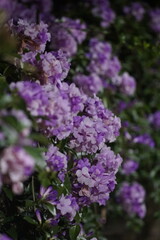 Obraz premium pink and purple flowers