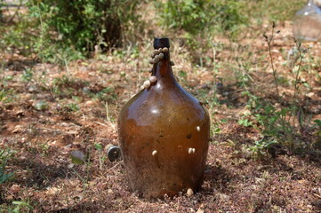 A glass bottle in nature with snails climbing on it