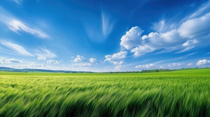 Fototapeta premium Vibrant Green Field Under a Clear Blue Sky