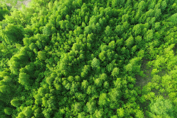 Drone image of lush forested countryside