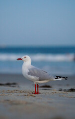 seagull on the beach