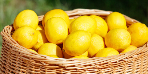 A basket full of lemons