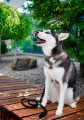 Mini husky sitting on a bench near a tree. Alaskan klee kai looking up and barking. Photo is...
