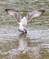Two seagulls are standing on a body of water
