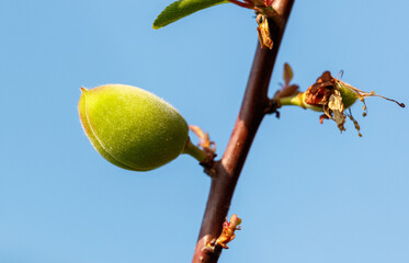 A green almond is on a branch of a tree
