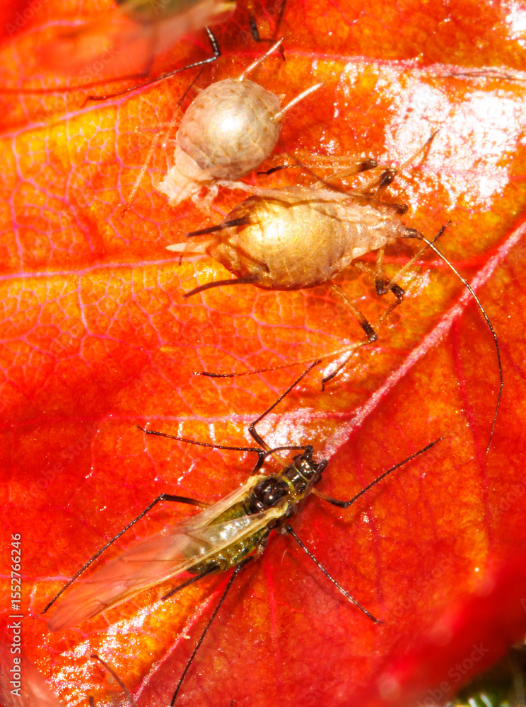 Wall mural a bug is on a leaf that is red and has a brownish tint