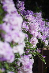 Obraz premium Purple flowers macro