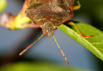 A bug with a brown head and green legs is on a leaf
