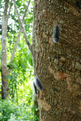 The hairy caterpillar is a larval stage of a butterfly on a rubber tree. For adults, they will shed their hair and wait to hatch into a pupa before becoming a black butterfly.