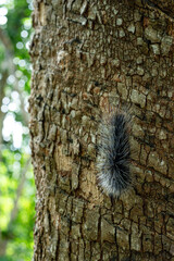 The hairy caterpillar is a larval stage of a butterfly on a rubber tree. For adults, they will shed their hair and wait to hatch into a pupa before becoming a black butterfly.