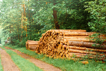 Fresh softwood logs drying in the sun